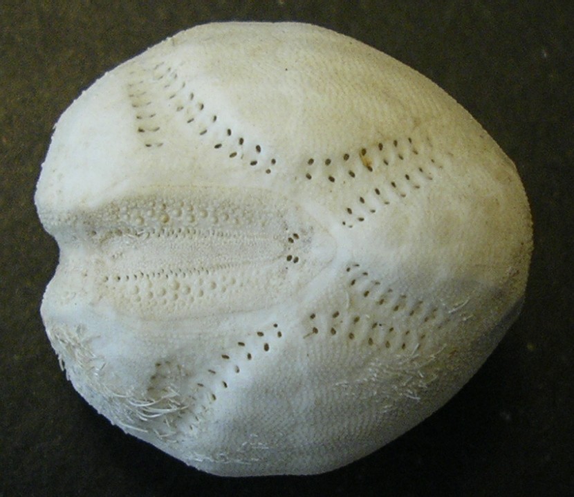 Echinocardium cordatum (Pennant, 1777) - teca